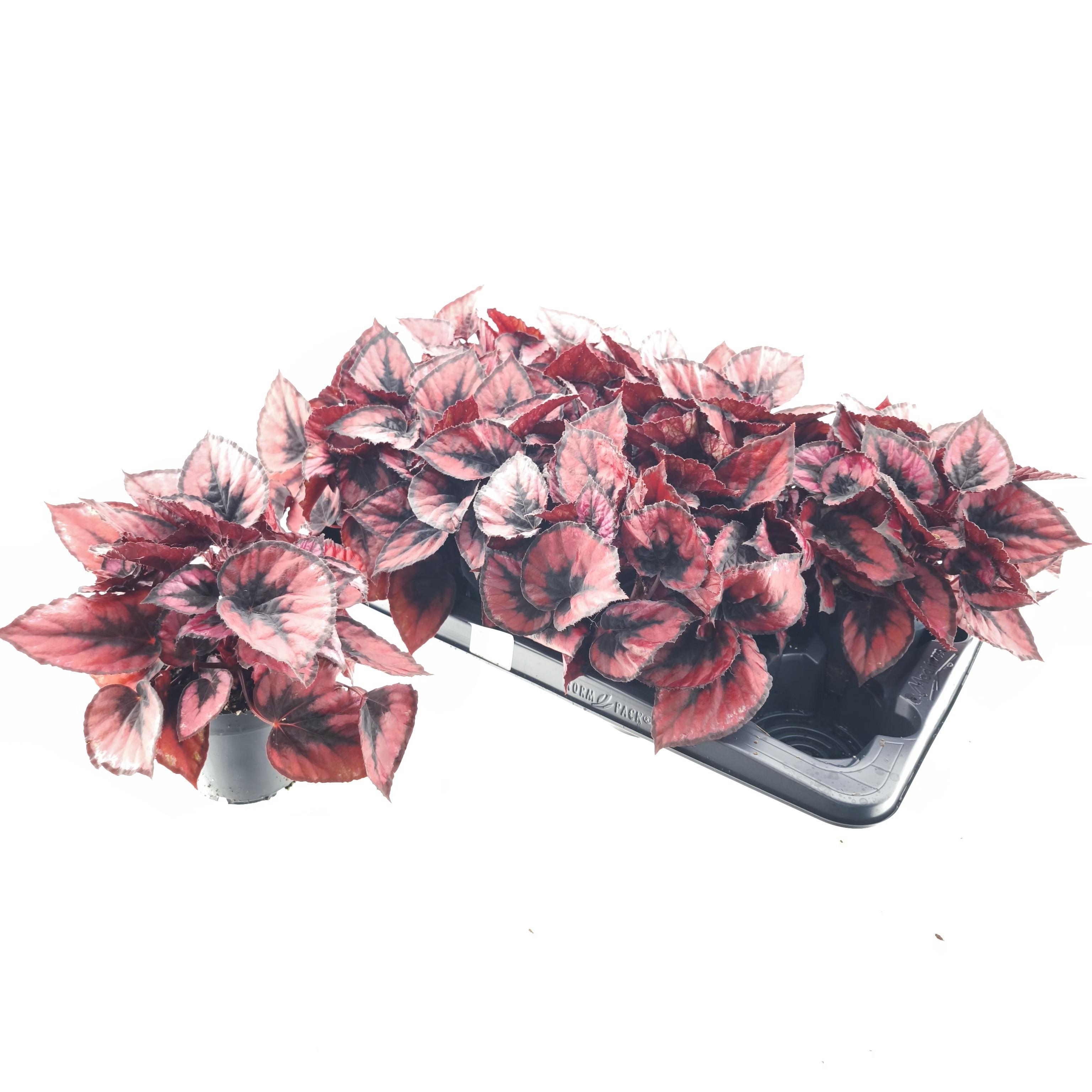 Горшечные цветы и растения оптом Beg M C Red Kiss от 8шт (для телеги) из Голландии с доставкой по России