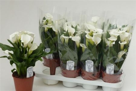 Горшечные цветы и растения оптом Zant White 10+ от 8шт из Голландии с доставкой по России