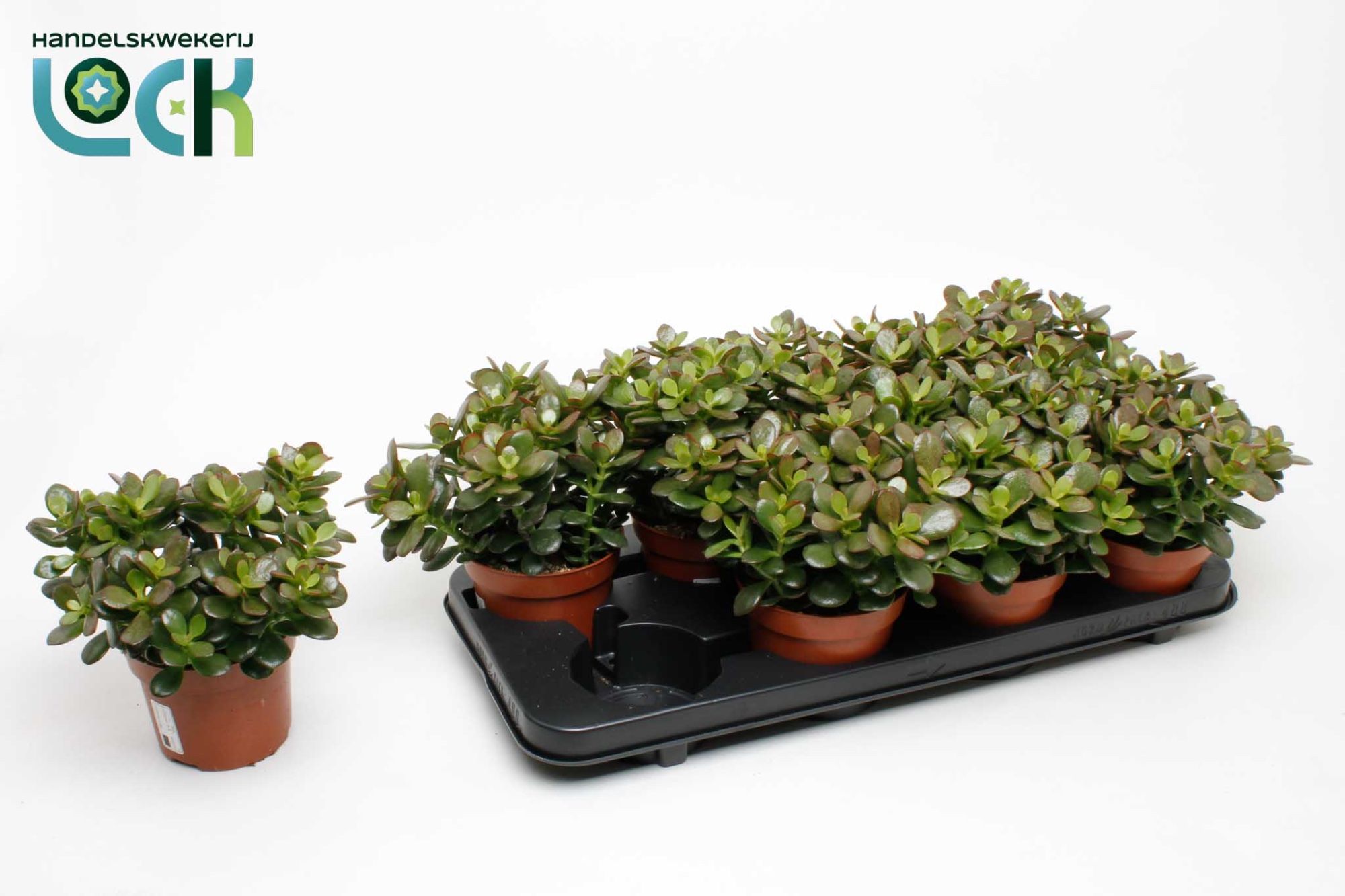 Горшечные цветы и растения оптом Crass Minor от 6шт из Голландии с доставкой по России