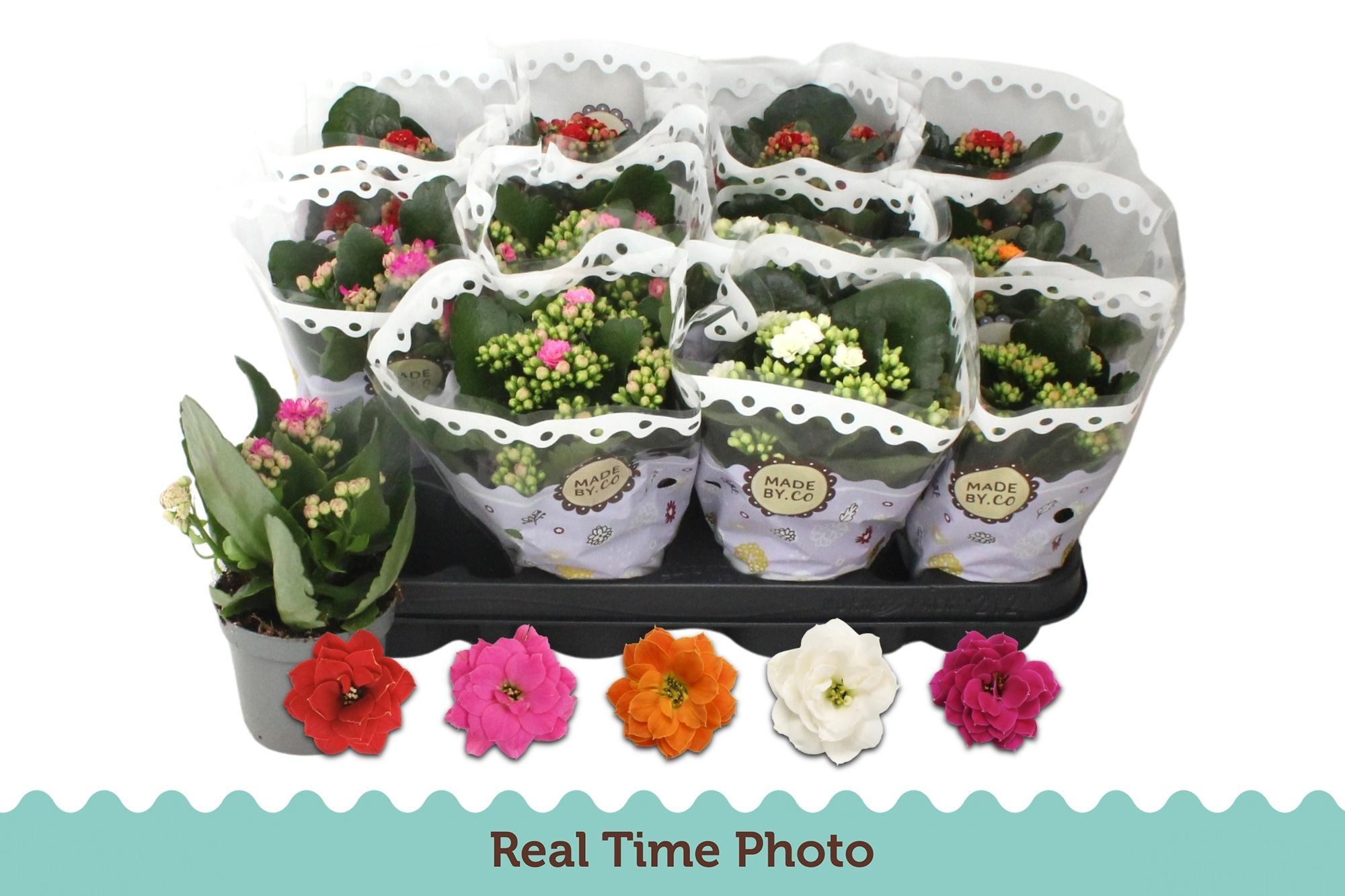 Горшечные цветы и растения оптом Kalanchoe Double Mix от 12шт (для телеги) из Голландии с доставкой по России