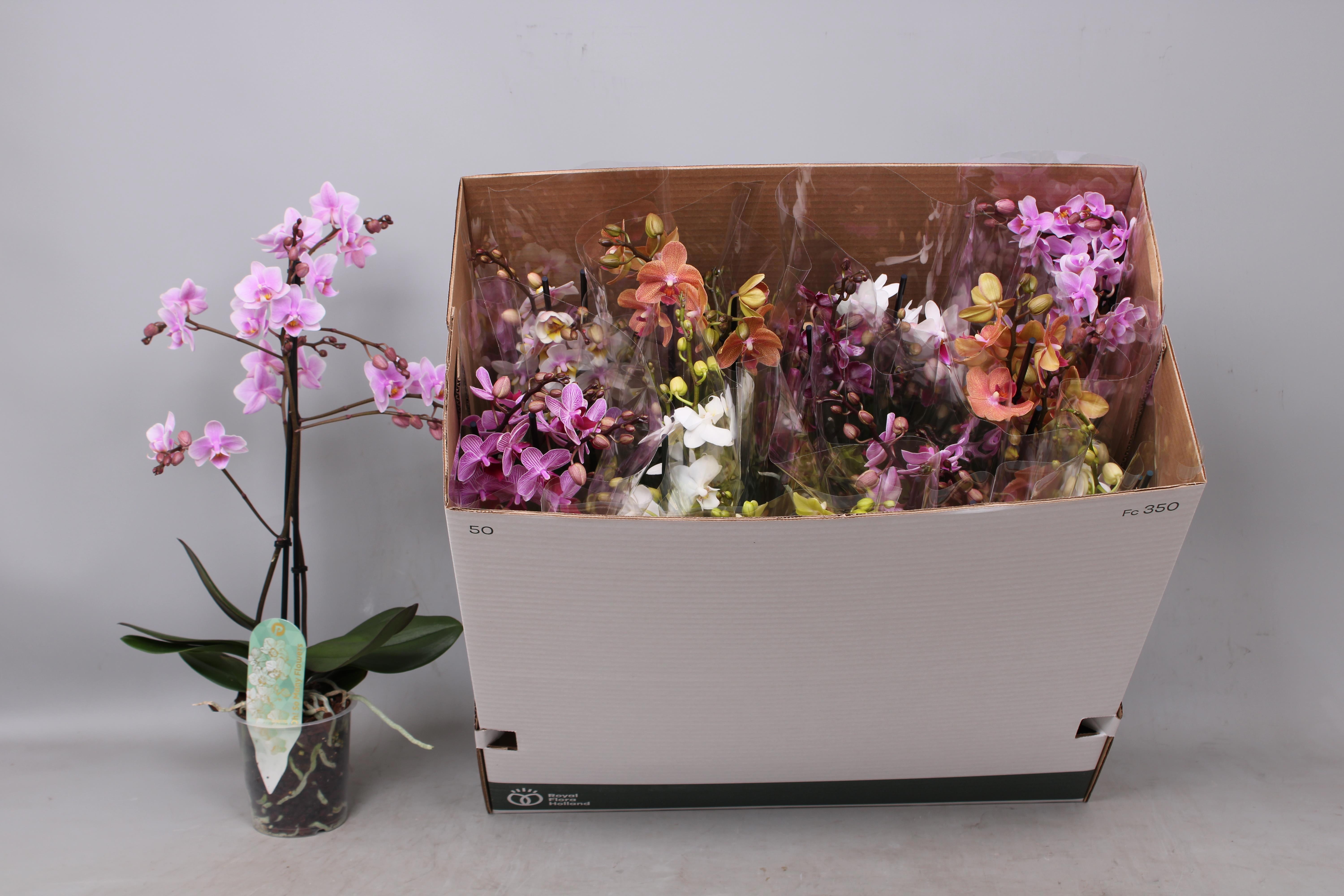 Горшечные цветы и растения оптом Phal Mf Gem 8 Kl от 12шт из Голландии с доставкой по России