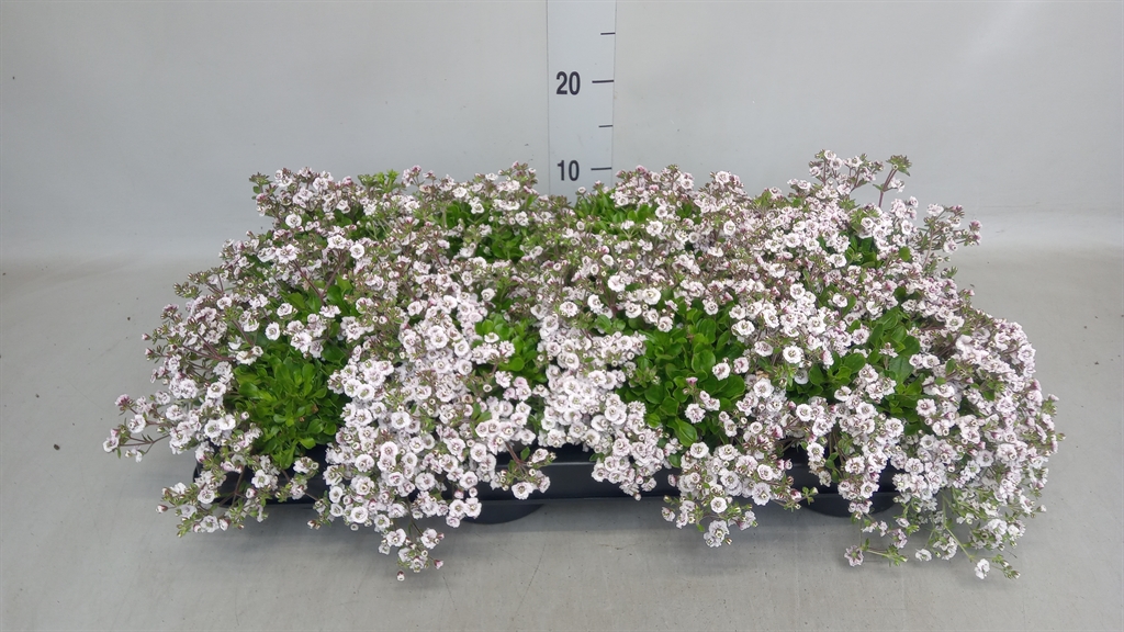 Горшечные цветы и растения оптом Gypsophila Cerastioides от 8шт из Голландии с доставкой по России