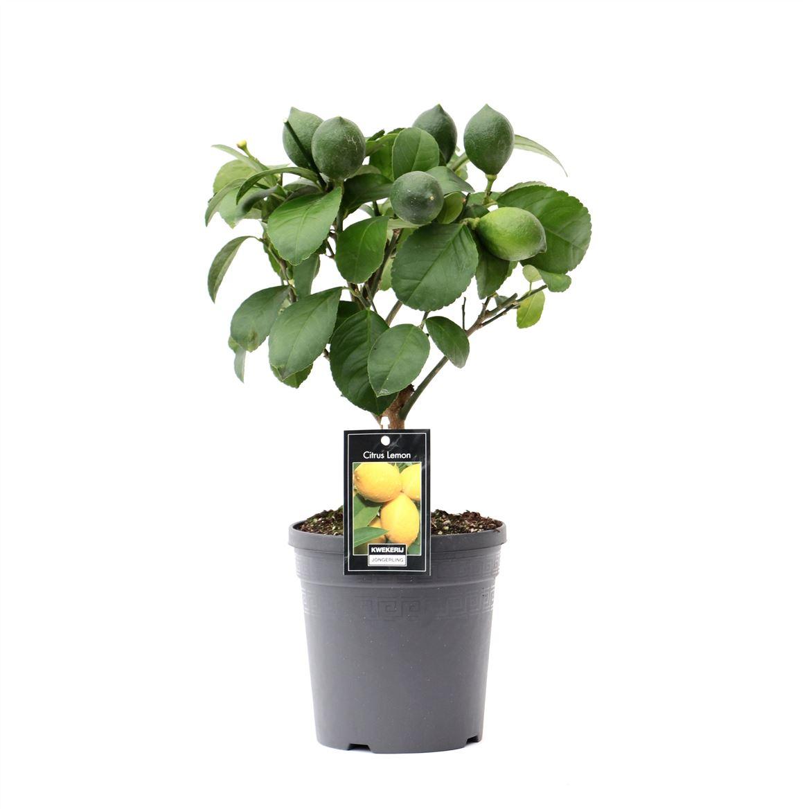 Горшечные цветы и растения оптом Citrus Lemon On Stem от 6шт (для телеги) из Голландии с доставкой по России
