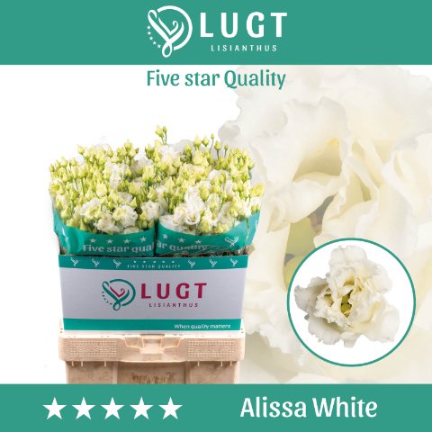Срезанные цветы оптом Lisianthus do alissa white A от 140шт из Голландии с доставкой по России