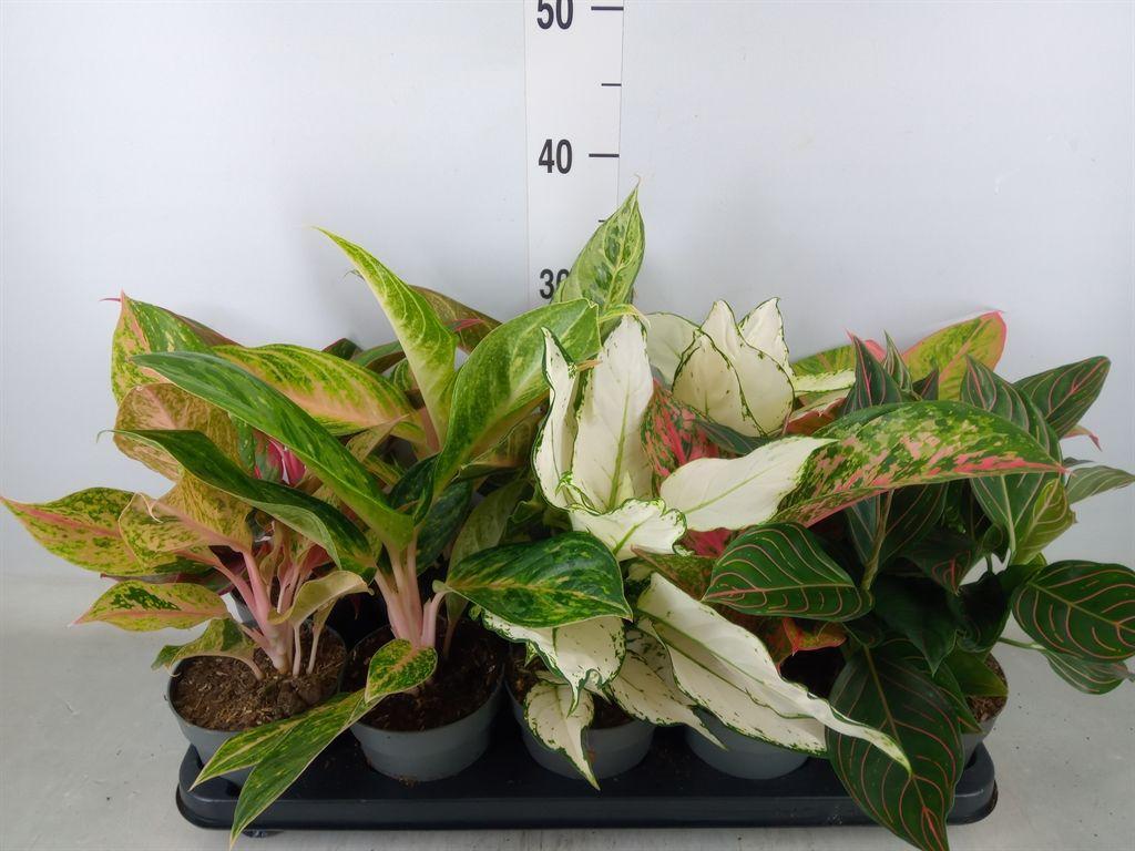 Горшечные цветы и растения оптом Aglaonema   ... от 10шт из Голландии с доставкой по России