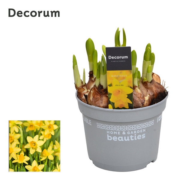 Горшечные цветы и растения оптом Narcissus Tete A Tete (decorum) от 10шт из Голландии с доставкой по России