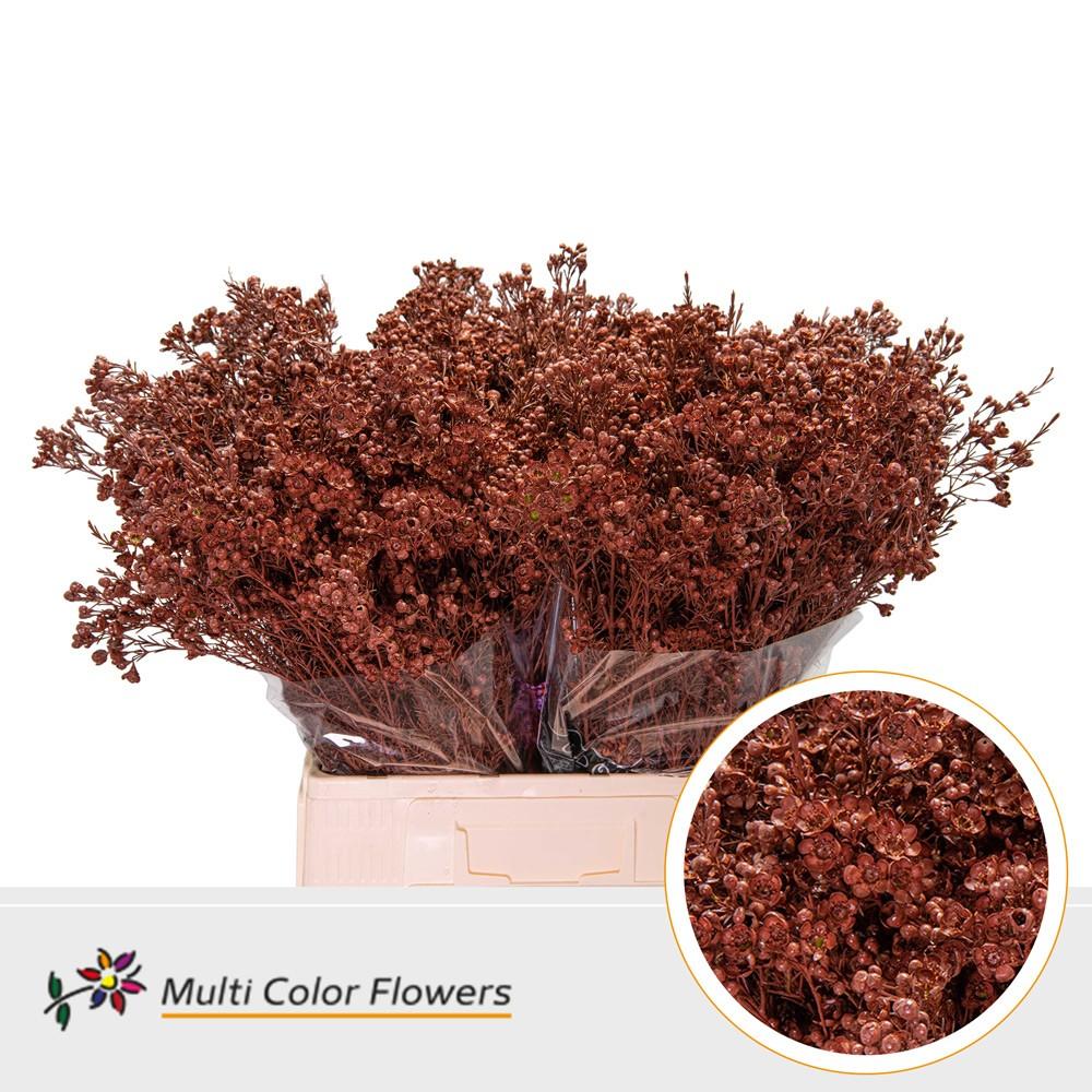 Срезанные цветы оптом Chamelaucium paint brown от 100шт из Голландии с доставкой по России