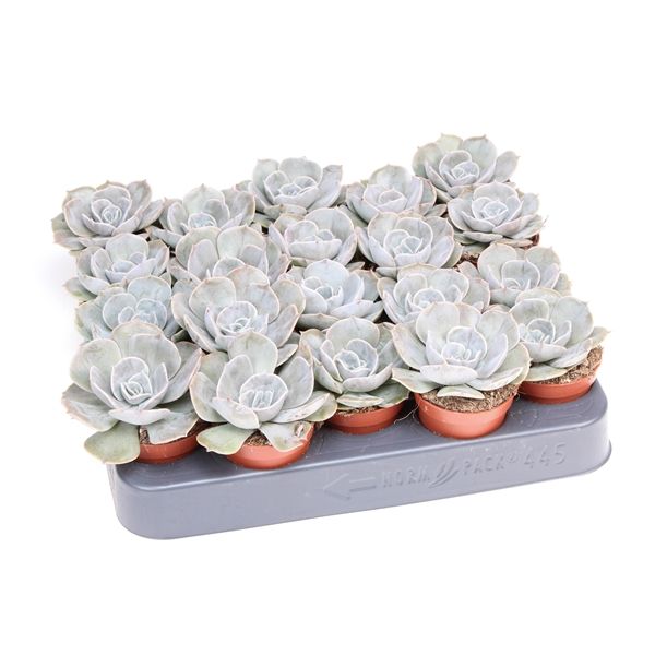 Горшечные цветы и растения оптом Echeveria Pollux от 20шт из Голландии с доставкой по России