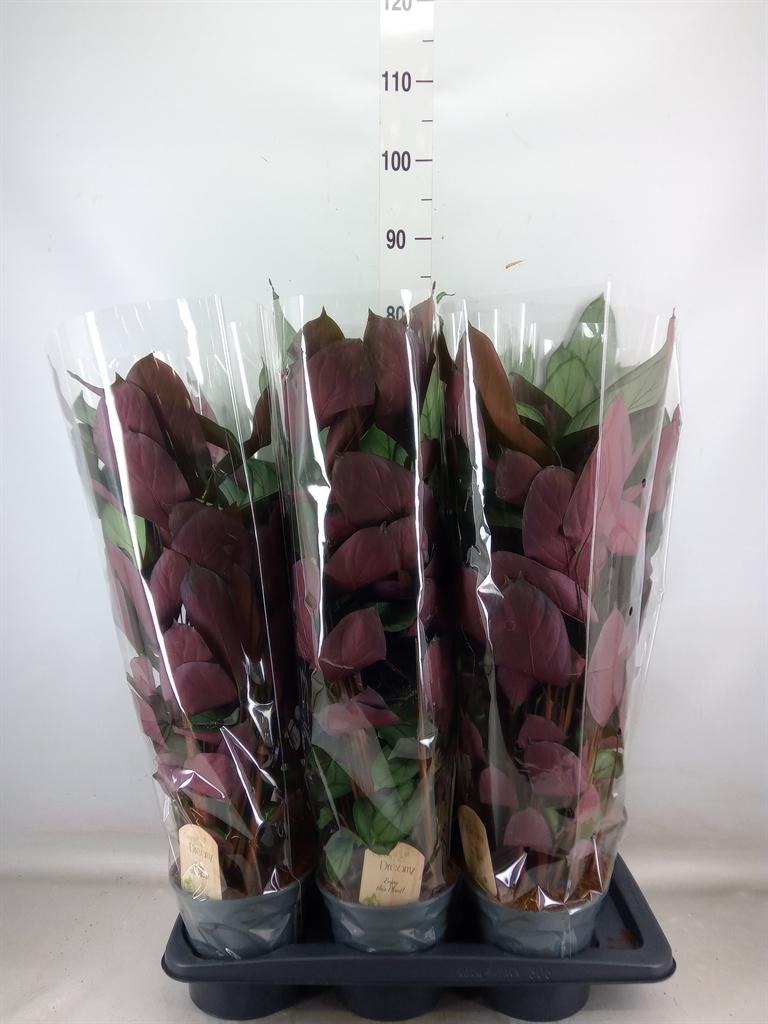 Горшечные цветы и растения оптом Ctenanthe   ... от 6шт из Голландии с доставкой по России