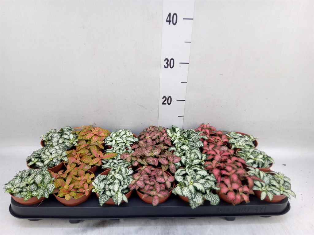 Горшечные цветы и растения оптом Fittonia Mix от 21шт (для телеги) из Голландии с доставкой по России