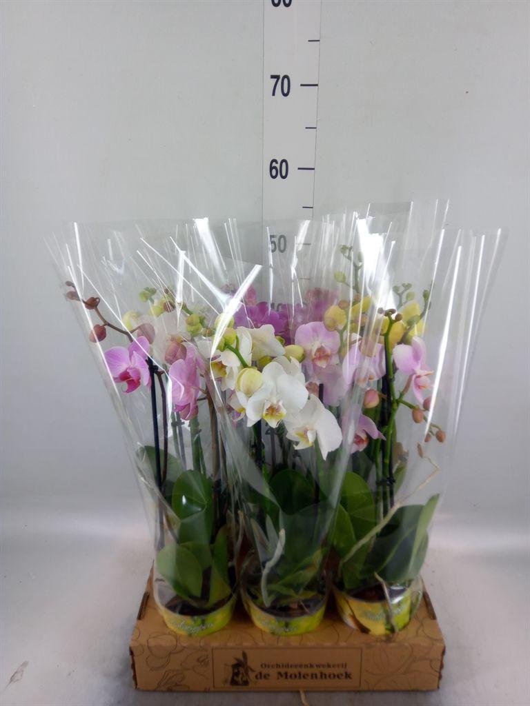 Горшечные цветы и растения оптом Phalaenopsis   ...mix  3 от 6шт из Голландии с доставкой по России
