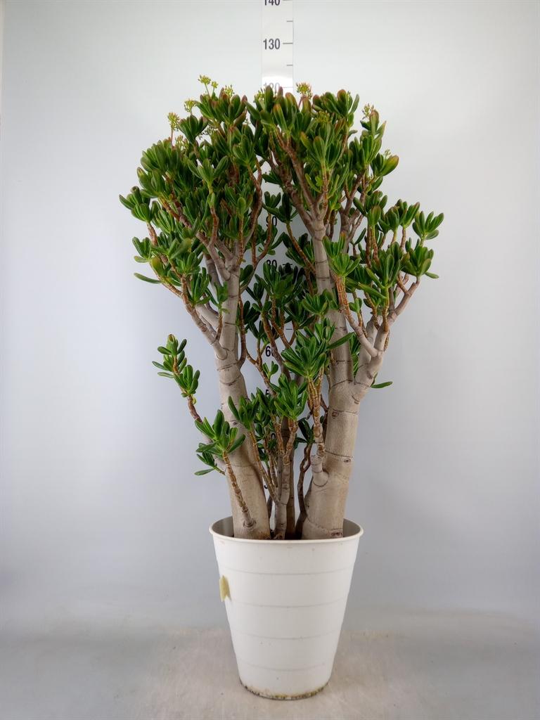 Горшечные цветы и растения оптом Crassula   ... от 1шт из Голландии с доставкой по России