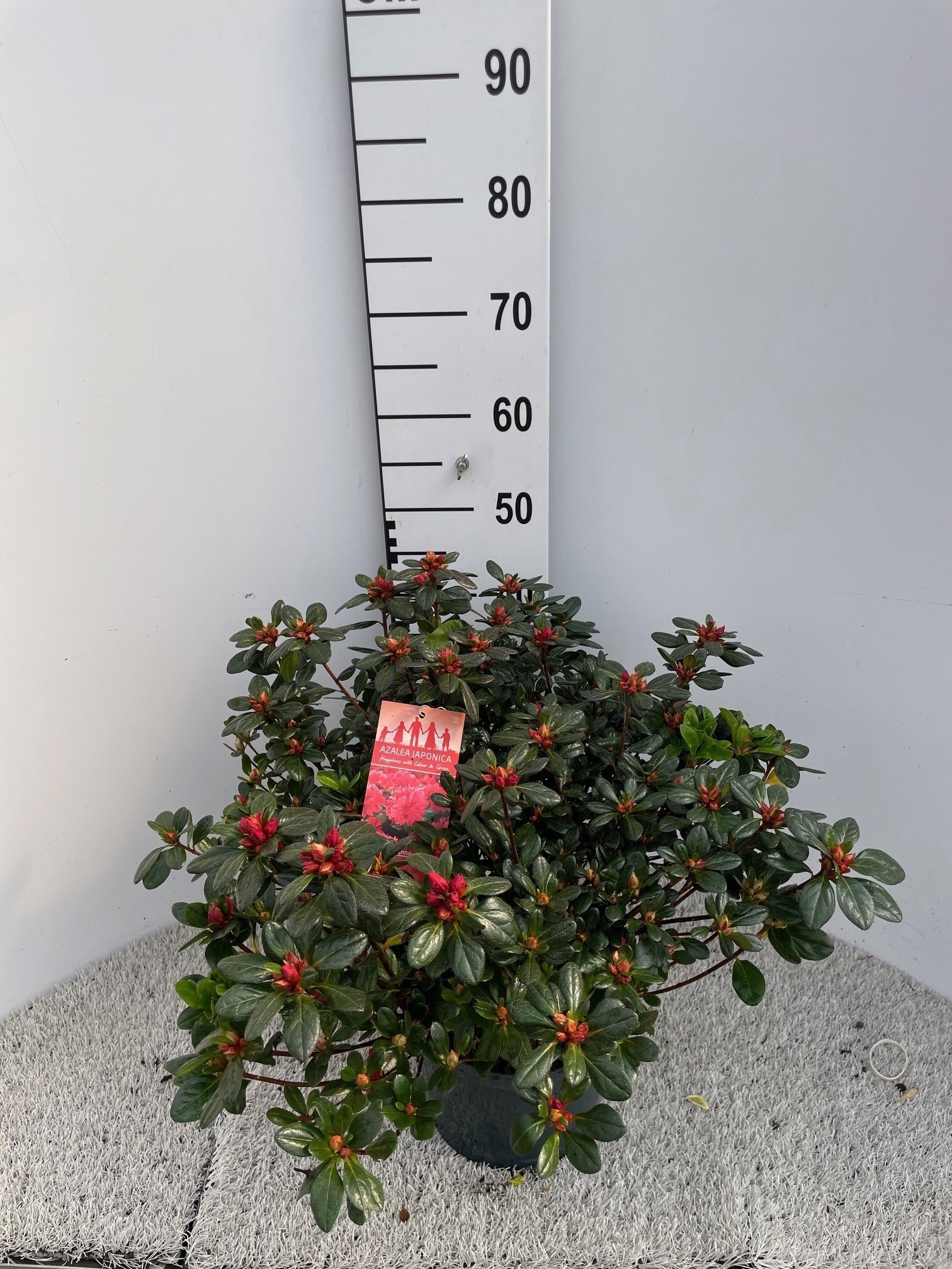 Горшечные цветы и растения оптом Rhod Ja Ov от 1шт из Голландии с доставкой по России