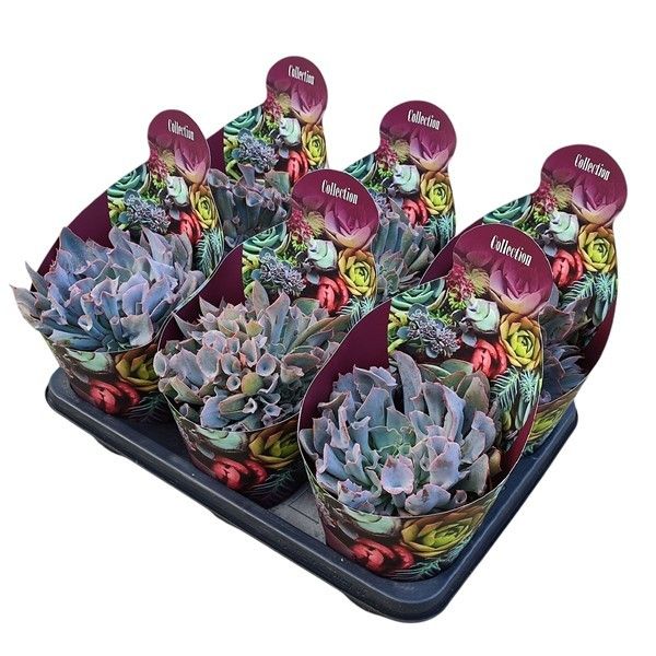 Горшечные цветы и растения оптом Echeveria Trumpet Pinky Pot от 6шт из Голландии с доставкой по России