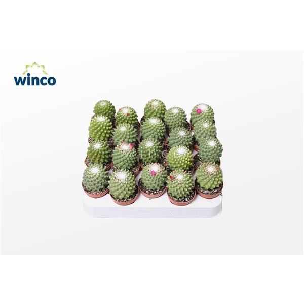 Горшечные цветы и растения оптом Mammillaria Toluca от 20шт (для телеги) из Голландии с доставкой по России