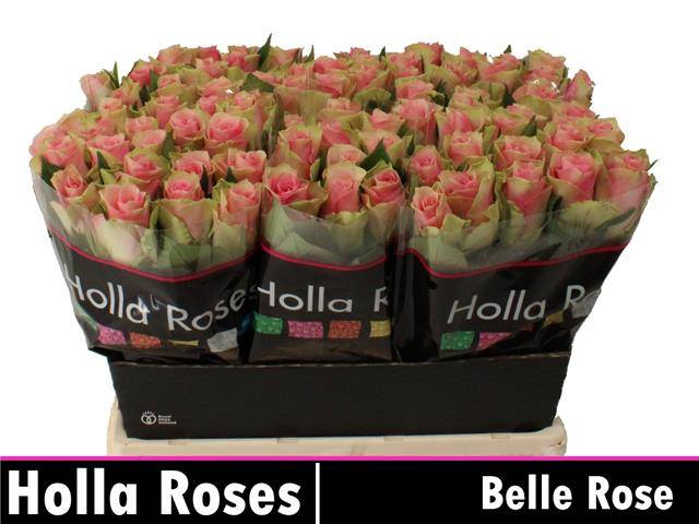 Срезанные цветы оптом Rosa la belle rose от 80шт из Голландии с доставкой по России