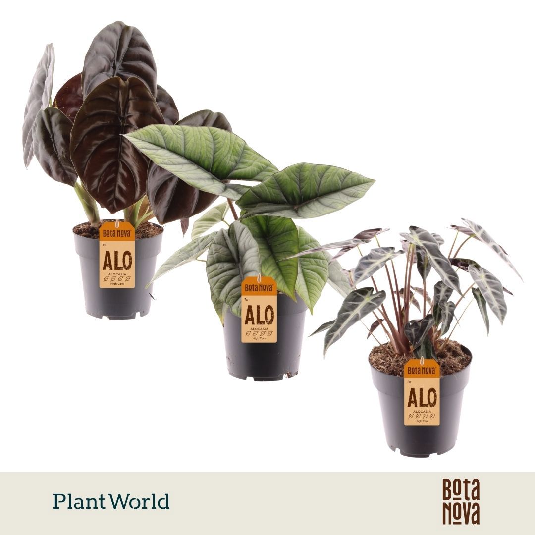 Горшечные цветы и растения оптом Alocasia 3-4 Srt Mix от 7шт (для телеги) из Голландии с доставкой по России