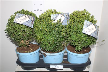 Горшечные цветы и растения оптом Buxu Sempervirens от 3шт из Голландии с доставкой по России