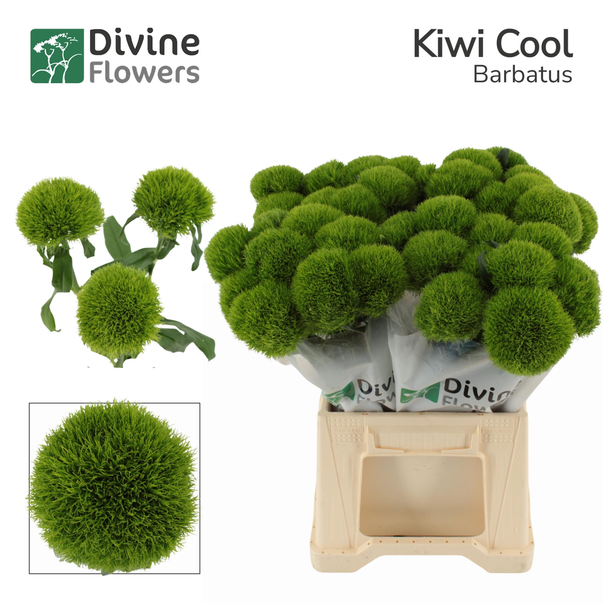 Срезанные цветы оптом Dianthus br kiwi mellow cool от 40шт из Голландии с доставкой по России