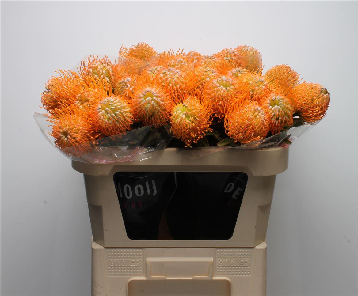 Срезанные цветы оптом Nutans soleil от 30шт из Голландии с доставкой по России