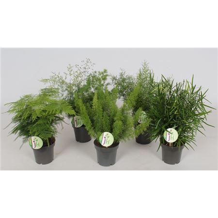Горшечные цветы и растения оптом Asparagus Gemengd от 10шт из Голландии с доставкой по России
