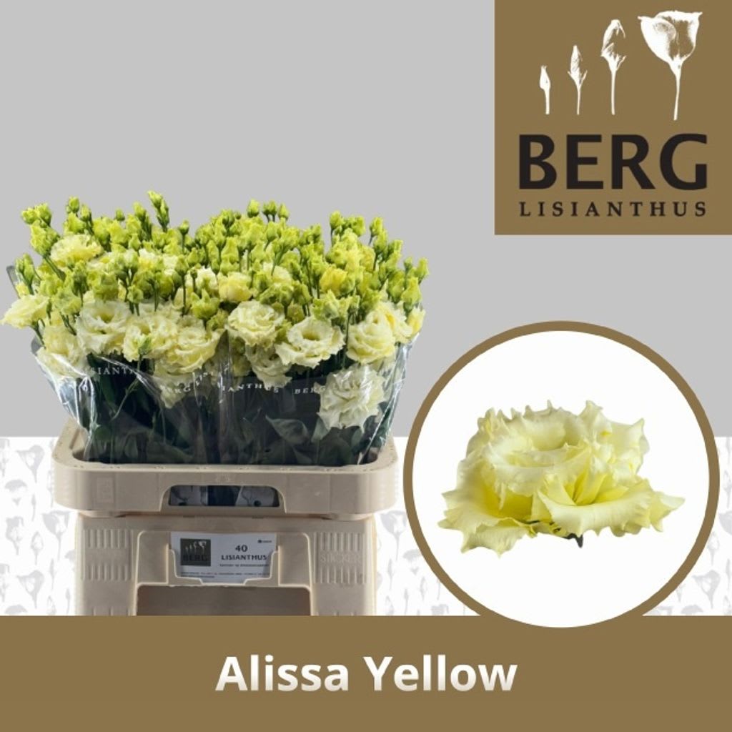 Срезанные цветы оптом Lisianthus do alissa yellow от 40шт из Голландии с доставкой по России