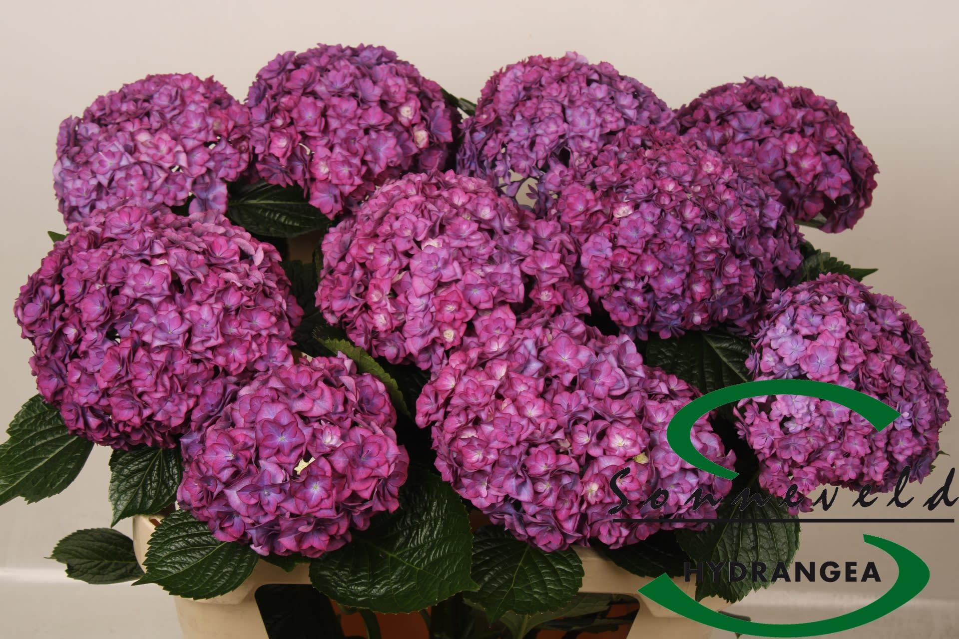 Срезанные цветы оптом Hydrangea royal anastasia red purple от 10шт из Голландии с доставкой по России