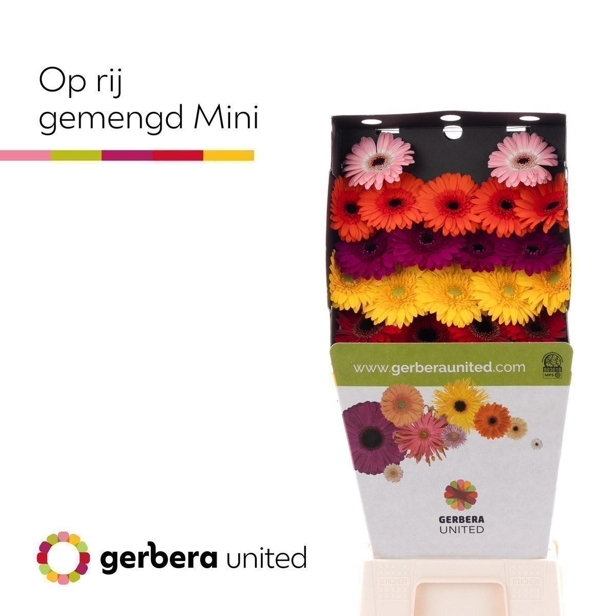 Срезанные цветы оптом Germini diamond mix in row от 20шт. из Голландии с доставкой по России