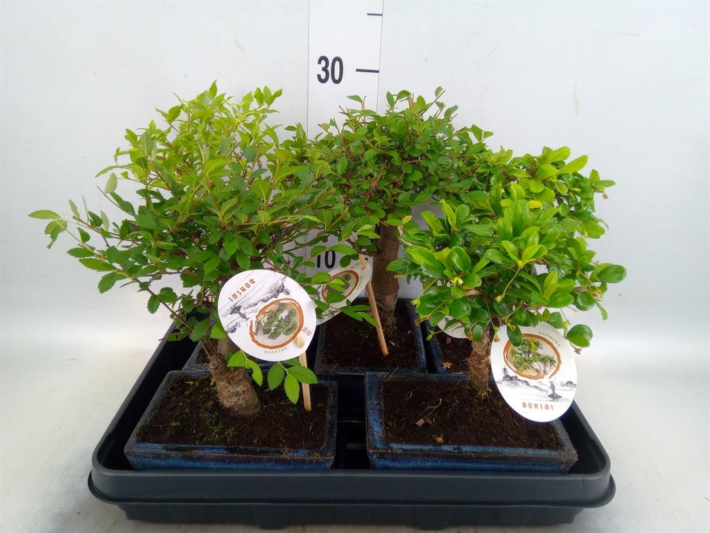 Горшечные цветы и растения оптом Bonsai   ...mix от 5шт из Голландии с доставкой по России