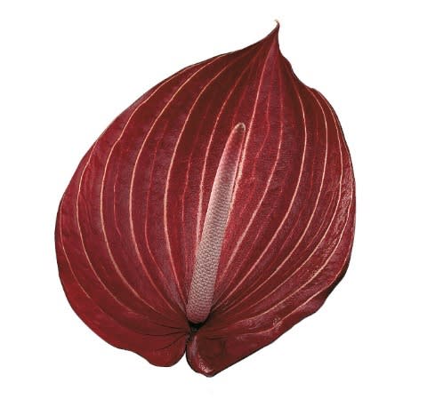 Срезанные цветы оптом Anthurium safari от 24шт. из Голландии с доставкой по России