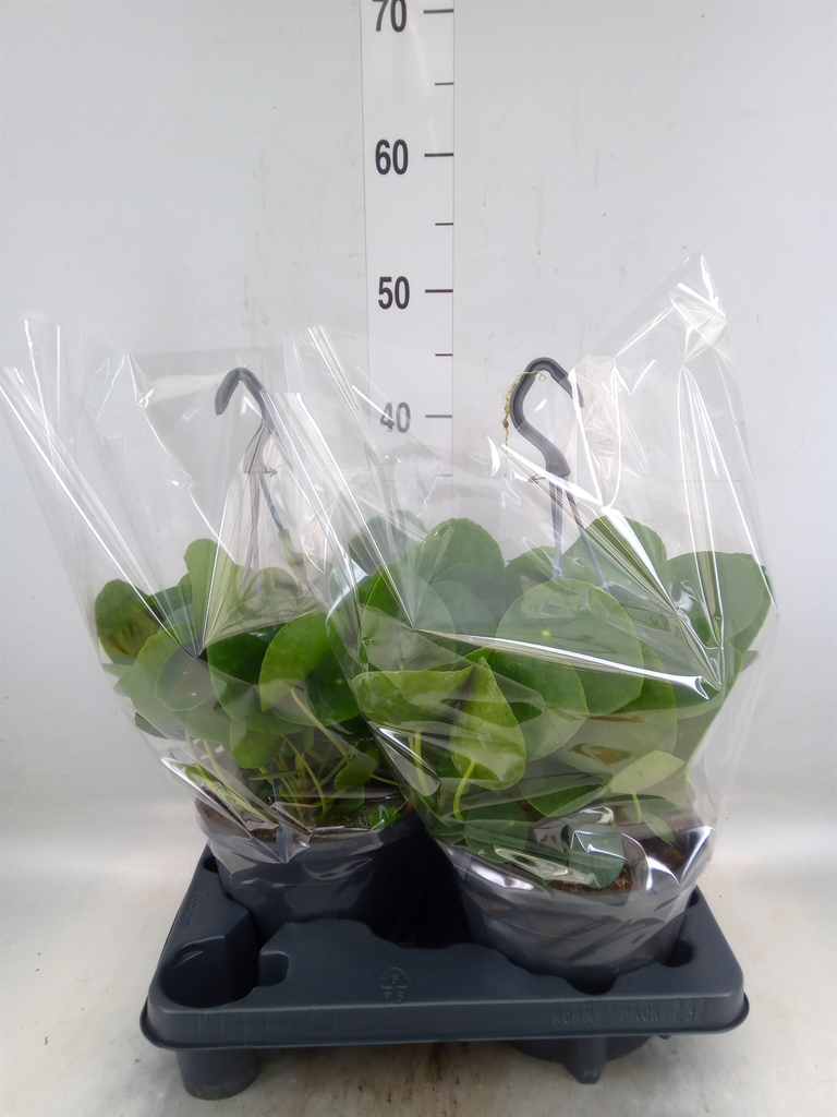 Горшечные цветы и растения оптом Pilea Peperomioides от 2шт из Голландии с доставкой по России