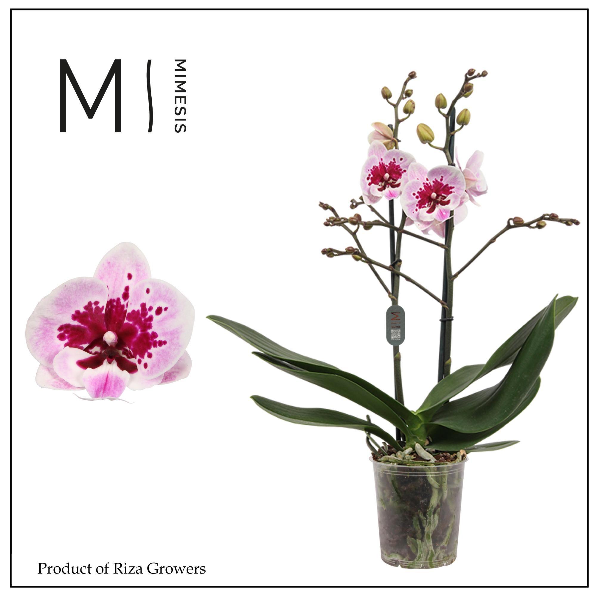 Горшечные цветы и растения оптом Phal 2st Hot Lip 18+ (mimesis) от 10шт из Голландии с доставкой по России