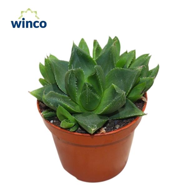 Горшечные цветы и растения оптом Haworthia Marumiana от 18шт (для телеги) из Голландии с доставкой по России