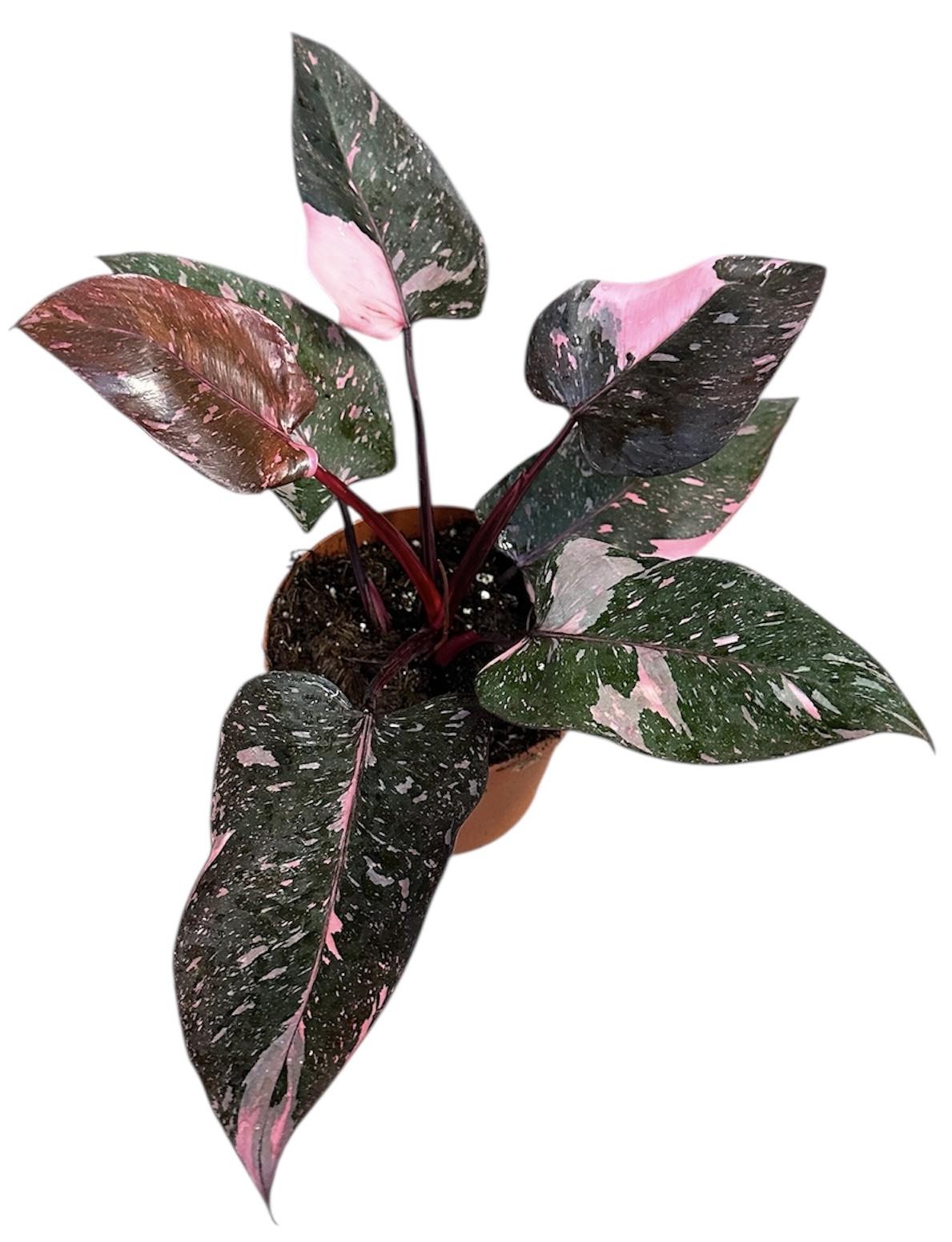 Горшечные цветы и растения оптом Philodendron Pink Princess Marble от 1шт из Голландии с доставкой по России