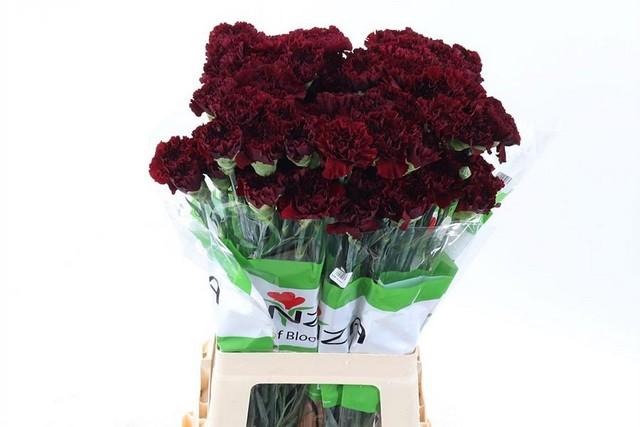 Срезанные цветы оптом Dianthus st zurigo от 80шт. из Голландии с доставкой по России