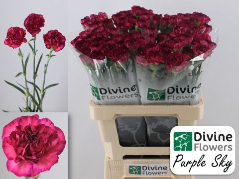 Срезанные цветы оптом Dianthus st purple sky от 80шт из Голландии с доставкой по России