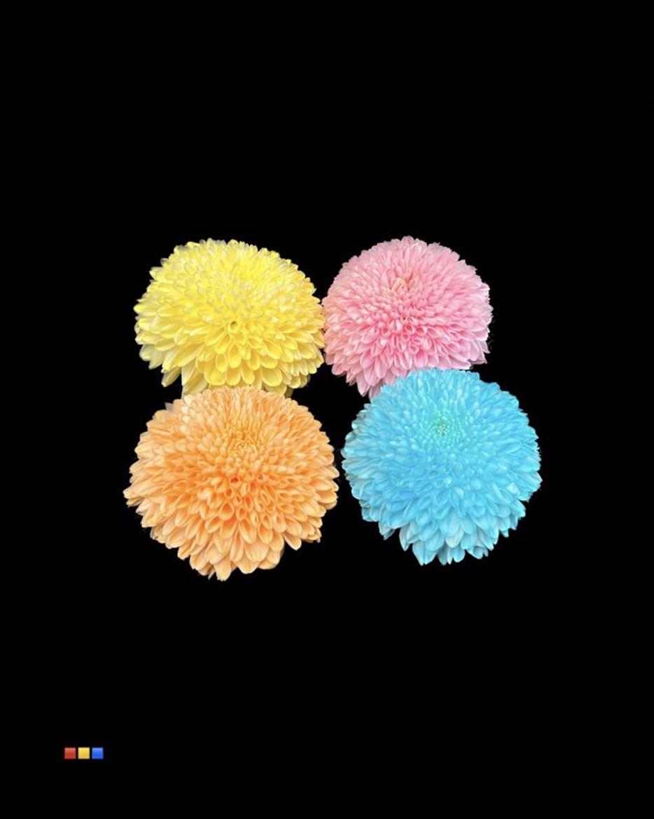 Срезанные цветы оптом Chrys bl paint superbowl mix от 40шт из Голландии с доставкой по России