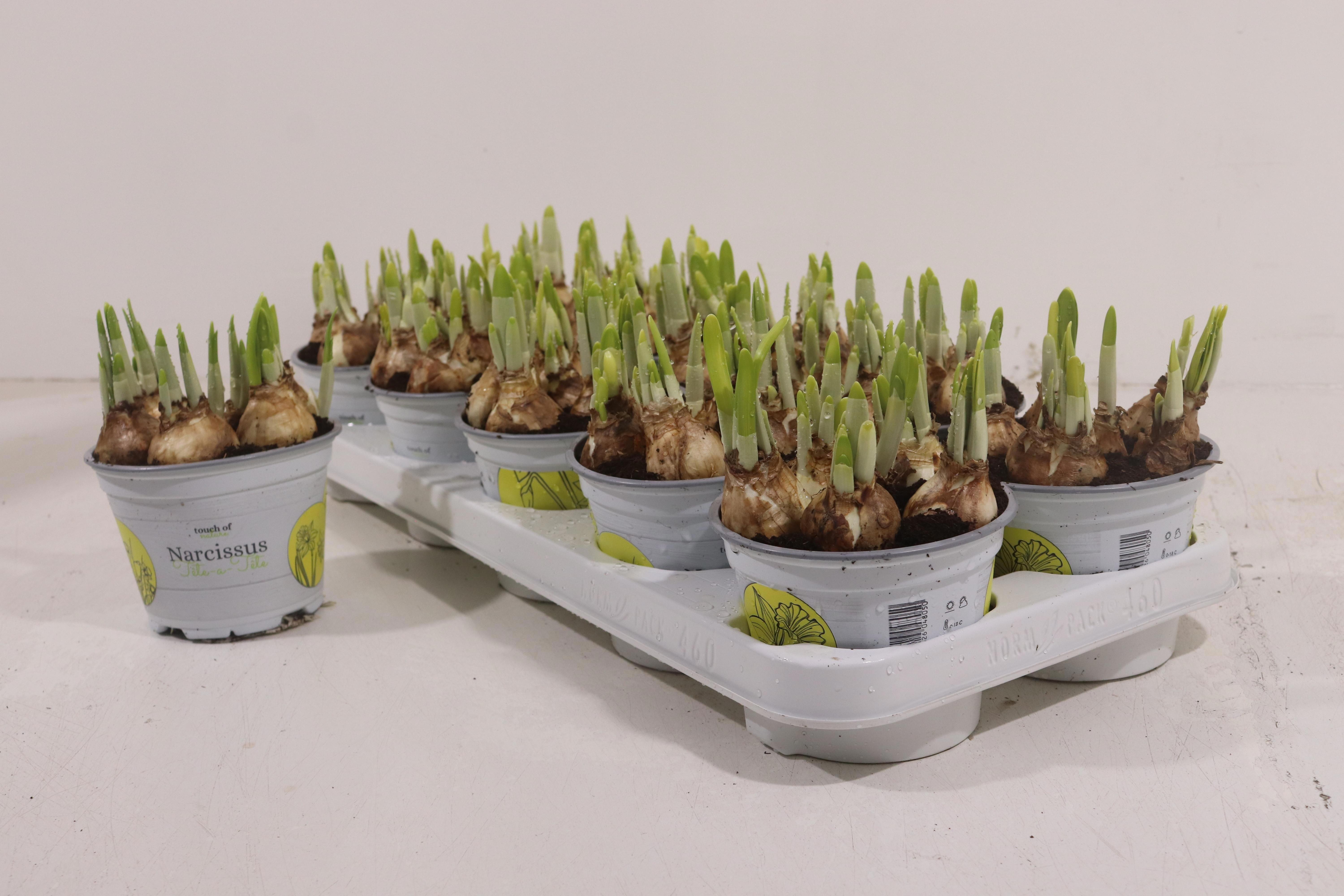 Горшечные цветы и растения оптом Narc O Tete A Tete от 10шт из Голландии с доставкой по России