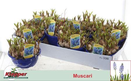 Горшечные цветы и растения оптом Muscar Atlantic от 7шт из Голландии с доставкой по России