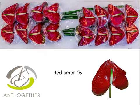 Срезанные цветы оптом Anthurium red amor от 16шт из Голландии с доставкой по России