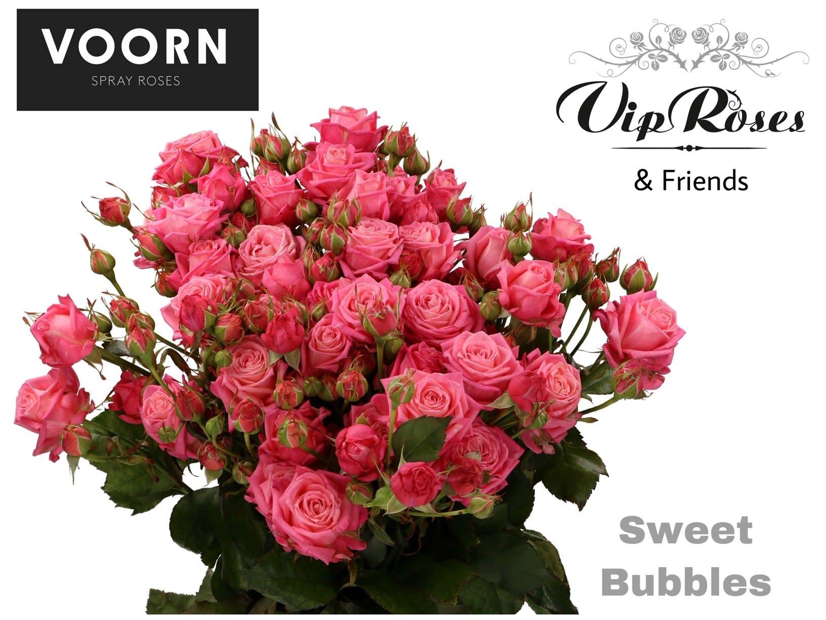 Срезанные цветы оптом Rosa spray sweet bubbles от 30шт из Голландии с доставкой по России