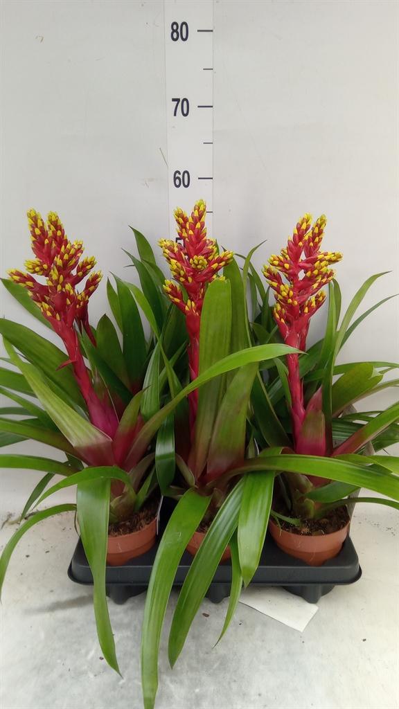 Горшечные цветы и растения оптом Guzmania   ... от 6шт из Голландии с доставкой по России