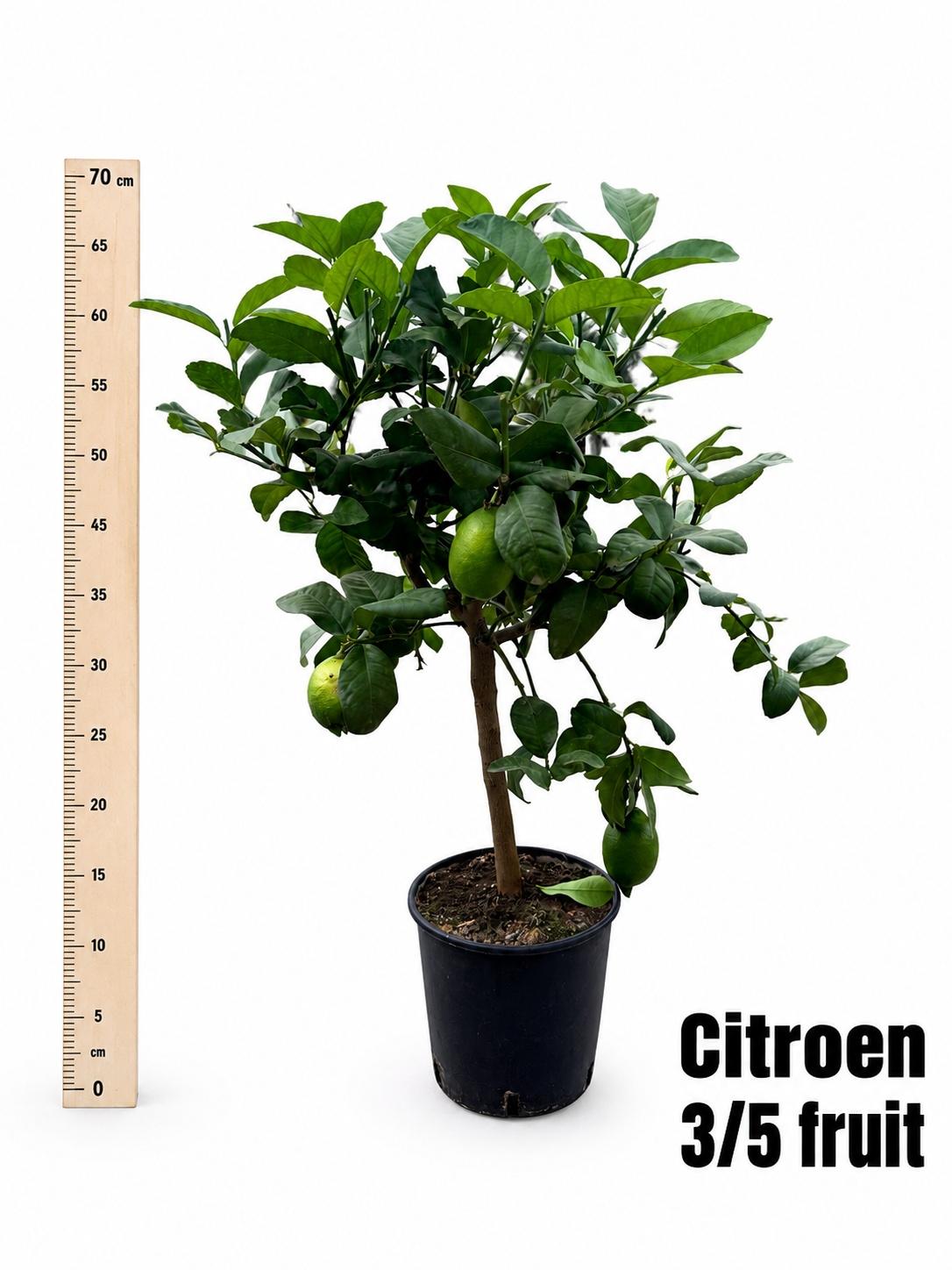 Горшечные цветы и растения оптом Citr Microcarpa от 1шт (для телеги) из Голландии с доставкой по России