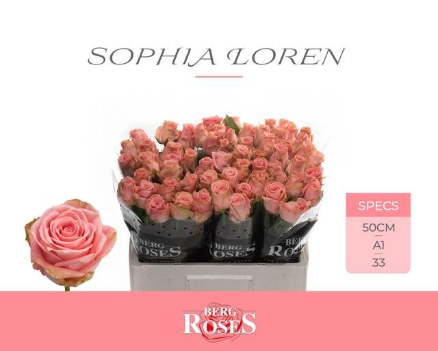 Срезанные цветы оптом Rosa large sophia loren от 60шт из Голландии с доставкой по России