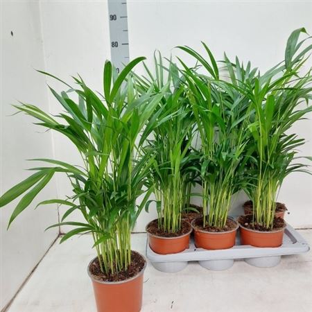 Горшечные цветы и растения оптом Dypsis Lutescens 25pp от 6шт из Голландии с доставкой по России
