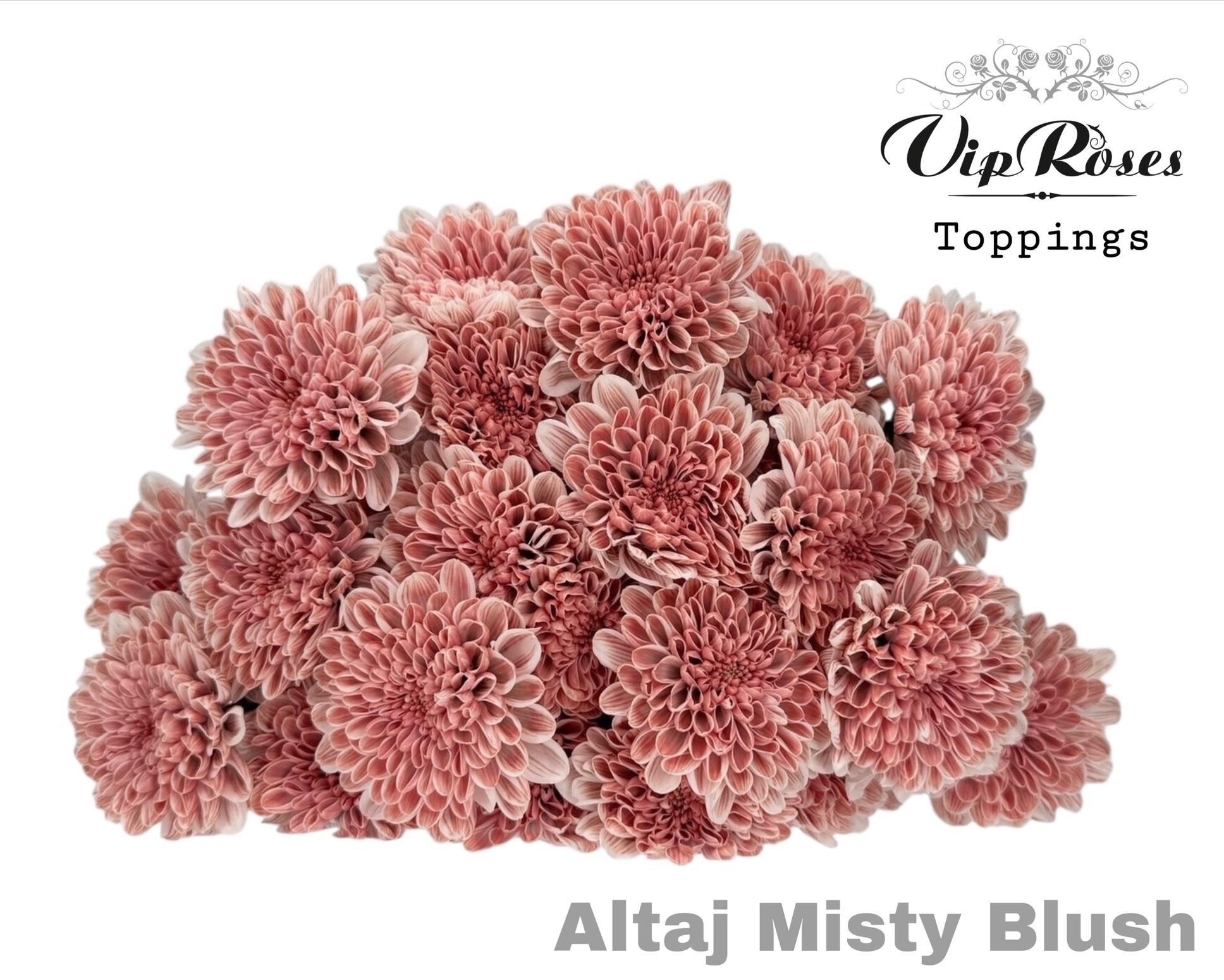 Срезанные цветы оптом Chrys bl paint altaj misty blush от 20шт из Голландии с доставкой по России