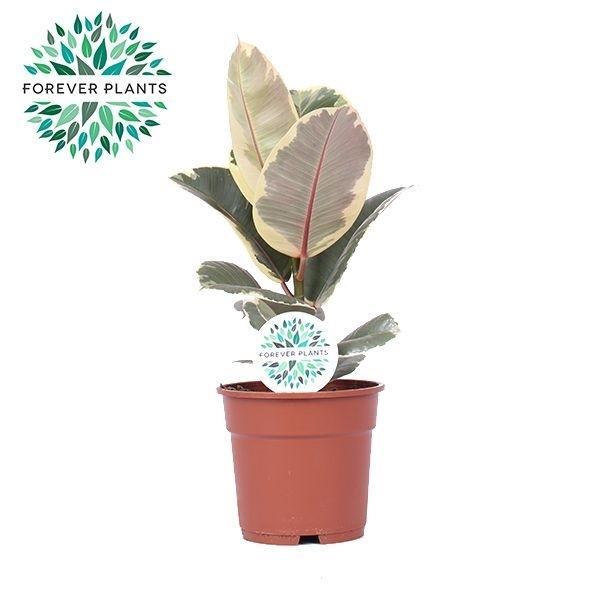 Горшечные цветы и растения оптом Ficus El Tineke от 6шт из Голландии с доставкой по России