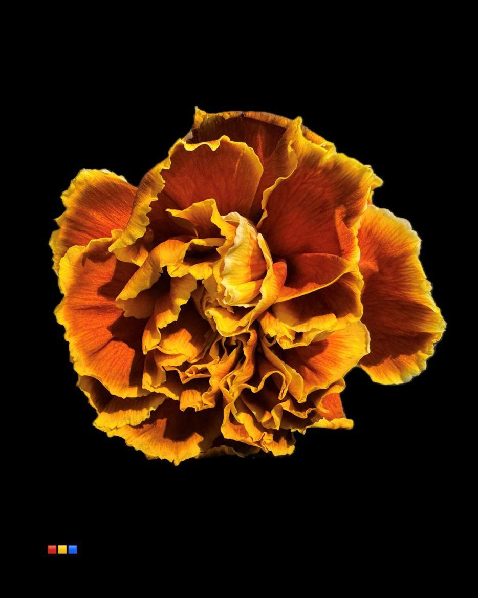 Срезанные цветы оптом Dianthus st paint toffee от 80шт из Голландии с доставкой по России