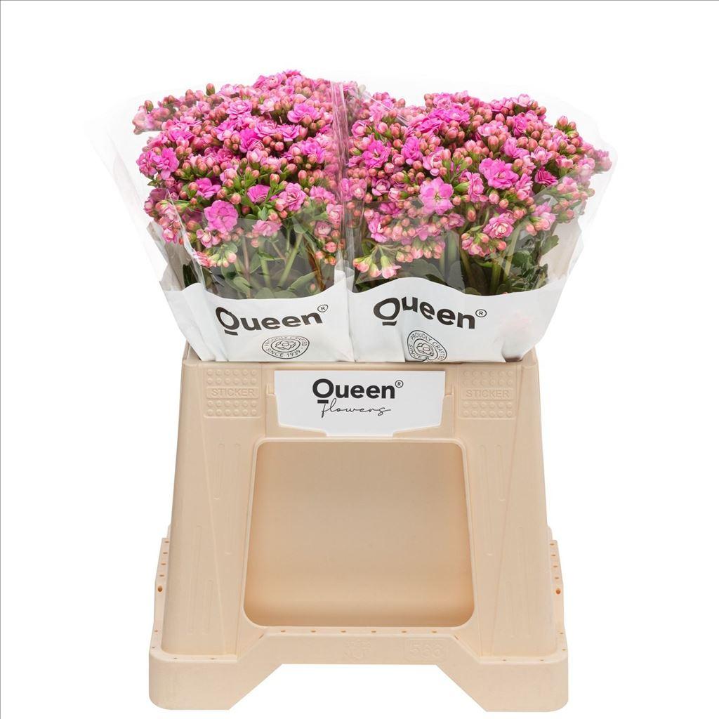 Срезанные цветы оптом Kalanchoe taffy pink meadow A от 100шт из Голландии с доставкой по России