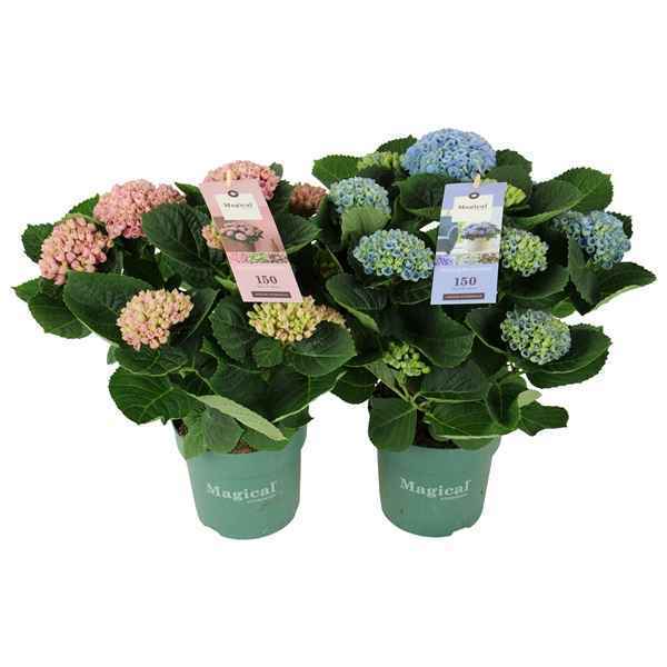 Горшечные цветы и растения оптом Hydrangea Magical Revolution ® Mix 7/8 Flowers от 6шт из Голландии с доставкой по России